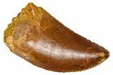 Serrated, Juvenile Carcharodontosaurus Tooth - Morocco #384448-1